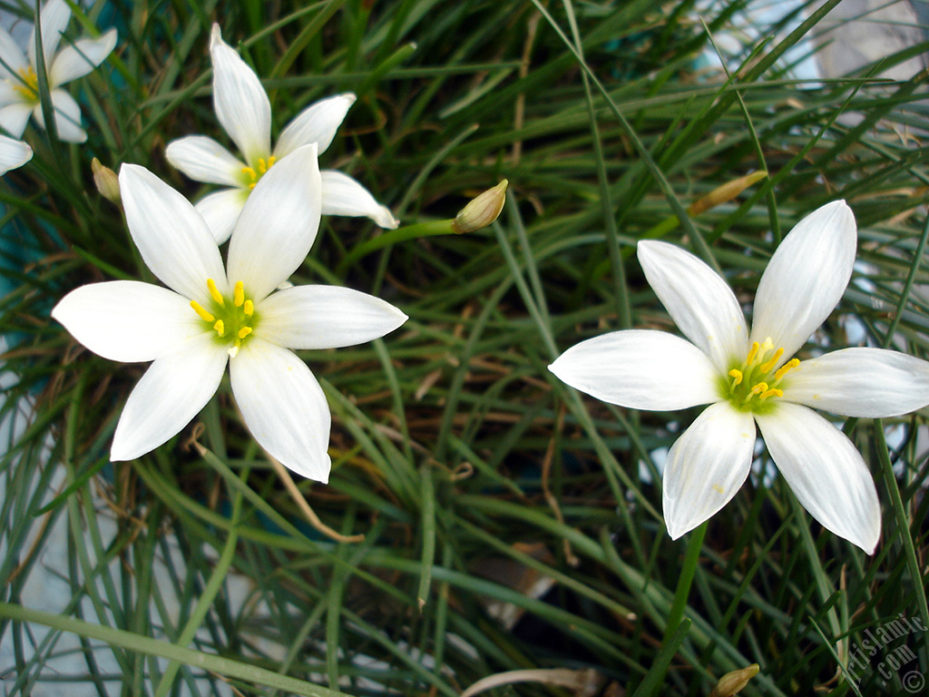 White color flower similar to lily.
