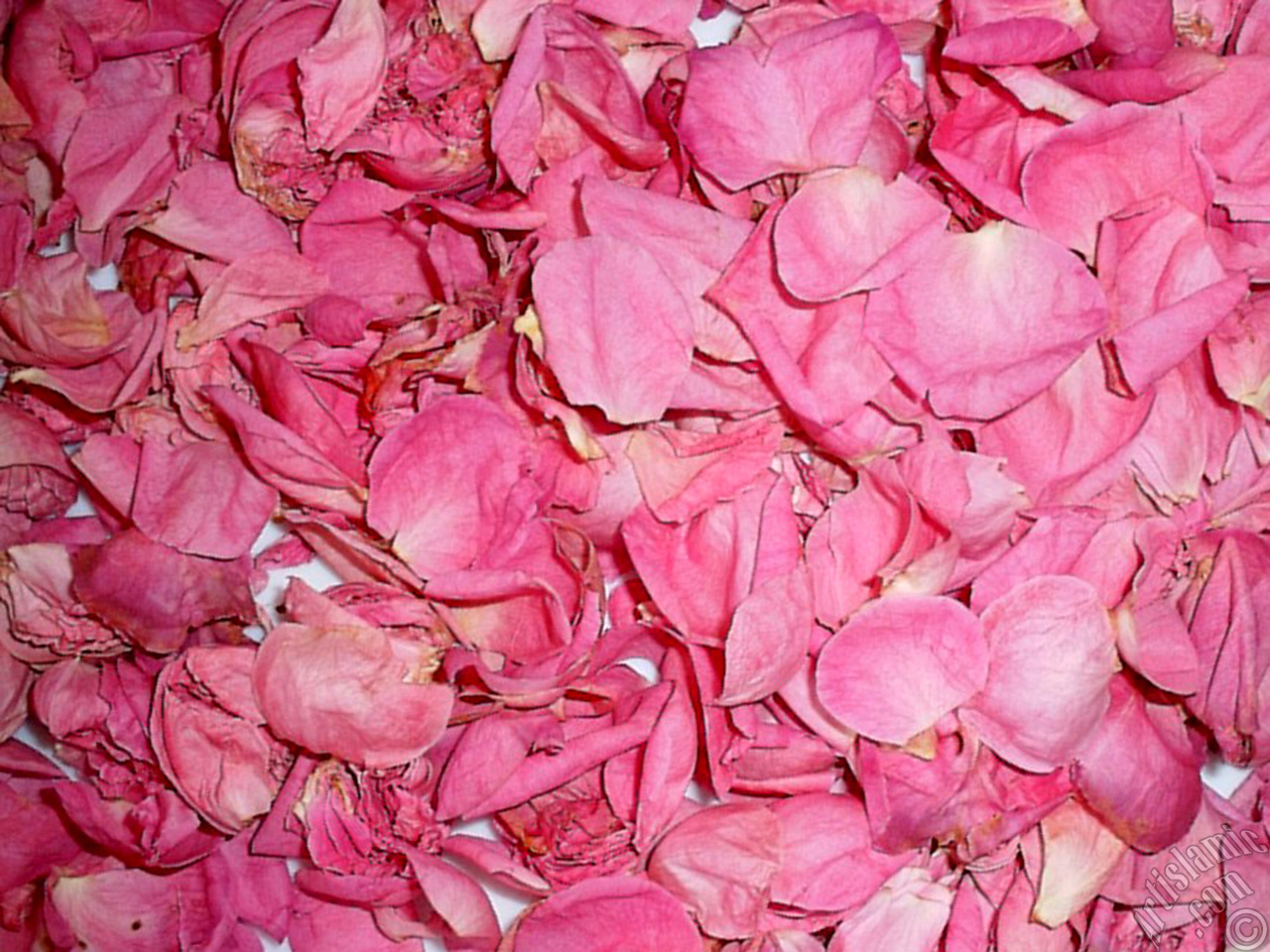 Rose leaves.
